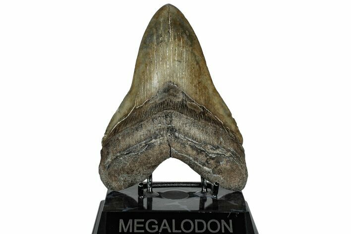 Serrated, Fossil Megalodon Tooth - South Carolina #310011